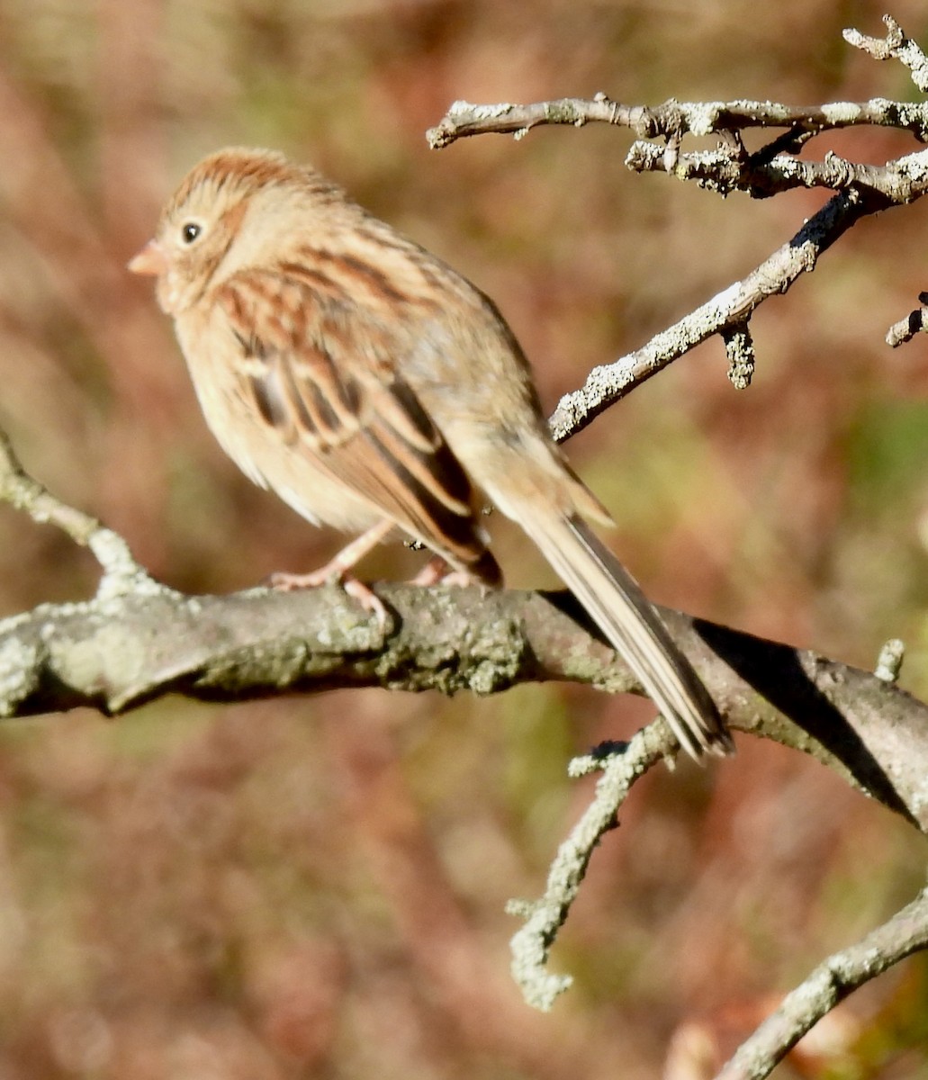 Field Sparrow - ML645822956