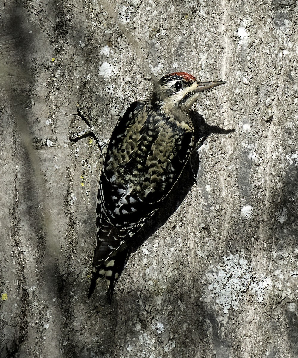 Yellow-bellied Sapsucker - ML645822957