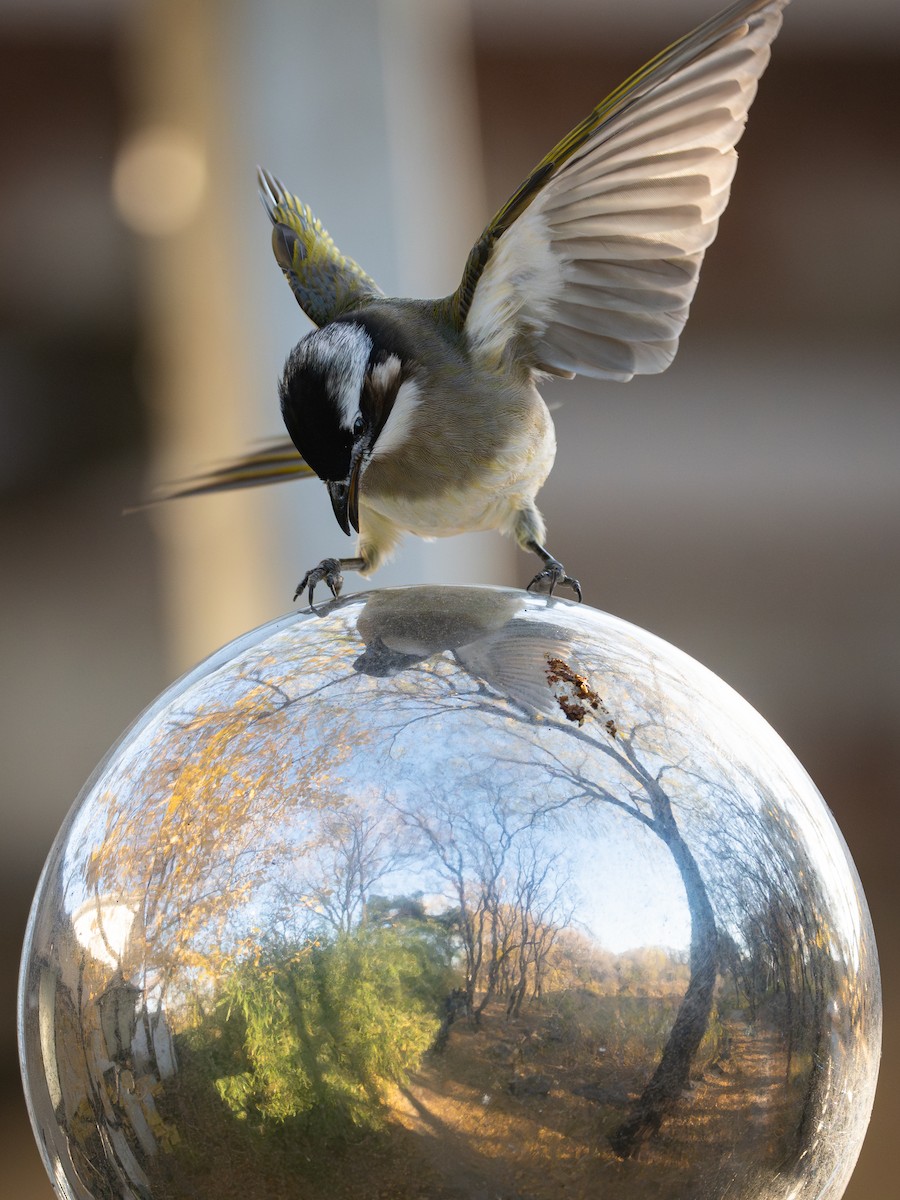 Light-vented Bulbul (sinensis) - ML645822959