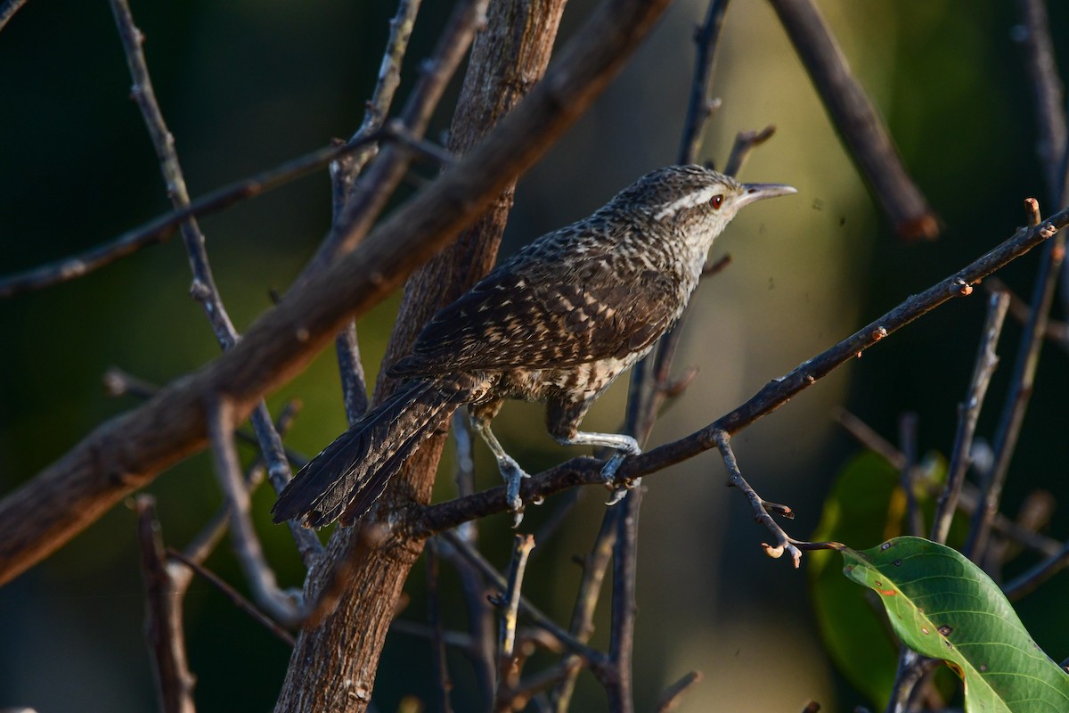 Thrush-like Wren - ML645822960