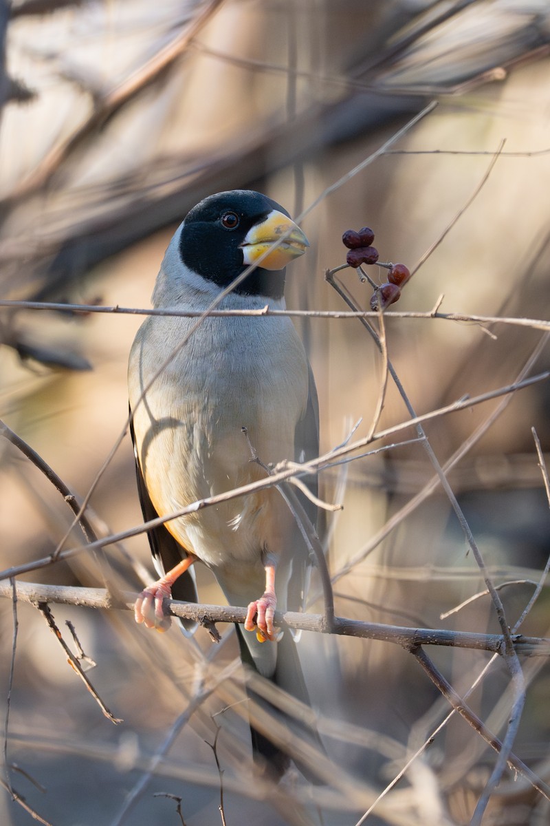 dlask východní - ML645822961