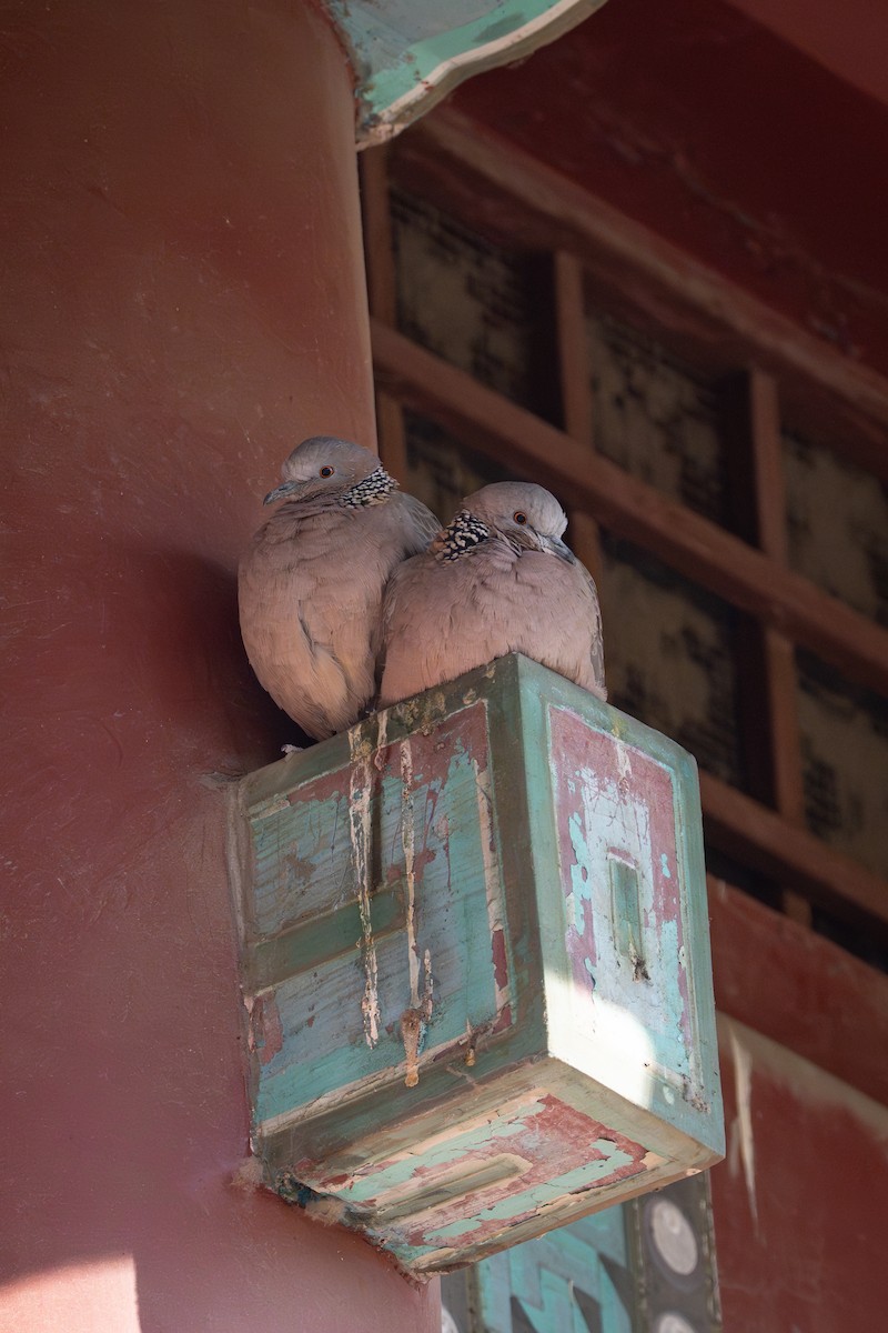 hrdlička kropenatá (ssp. chinensis/suratensis) - ML645822967