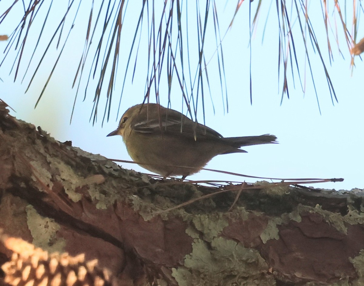 Pine Warbler - ML645822968