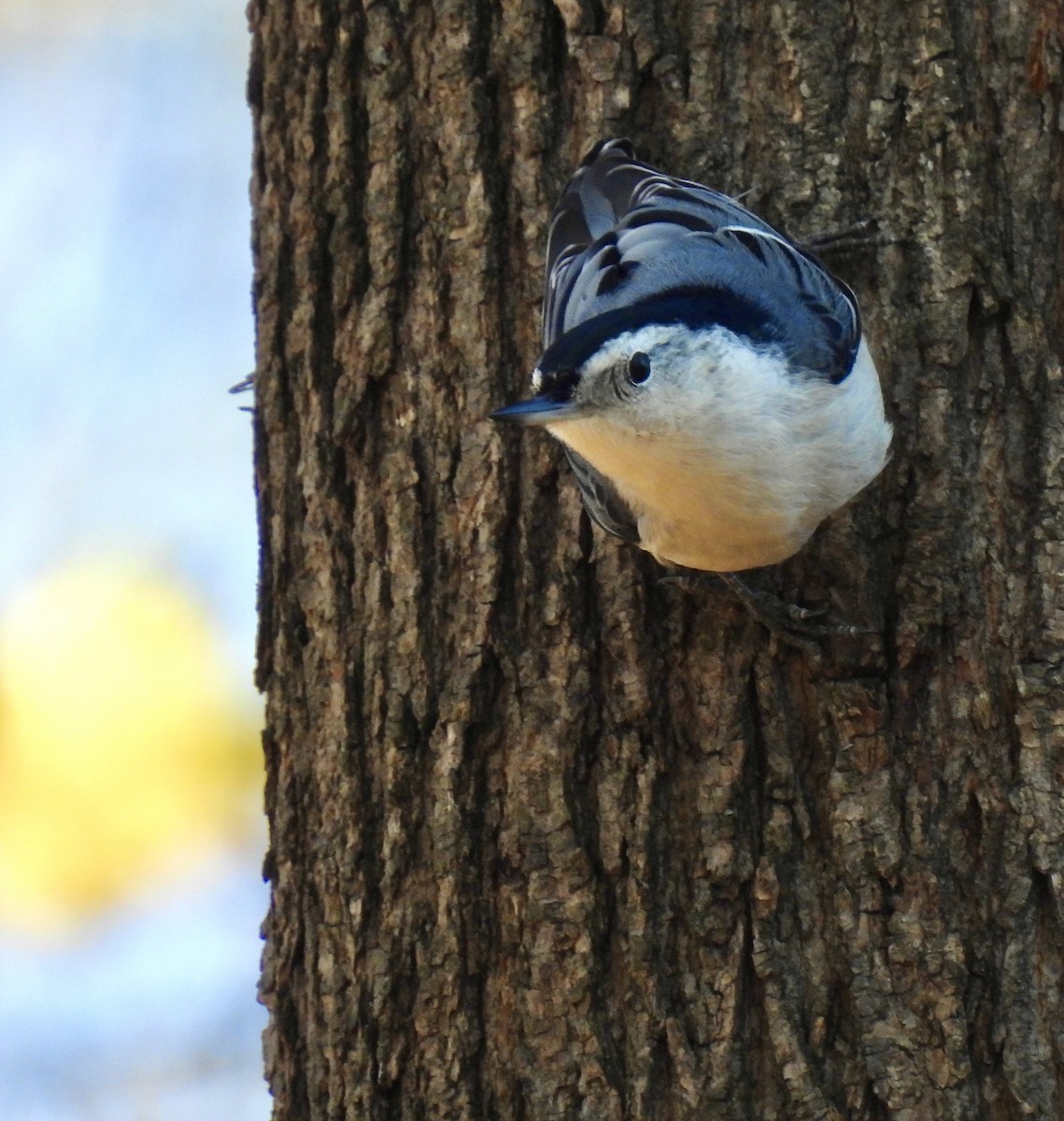 Sittelle à poitrine blanche - ML645822970
