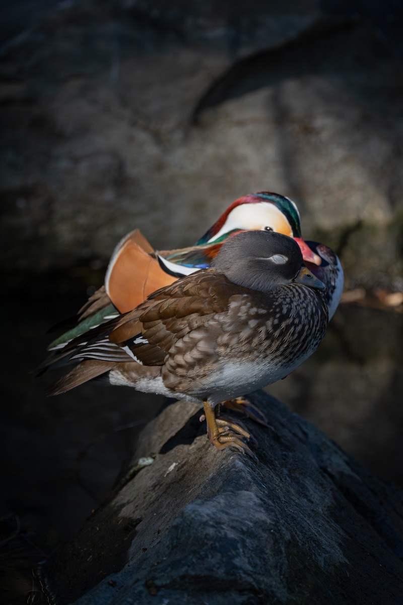 Mandarin Ördeği - ML645822971