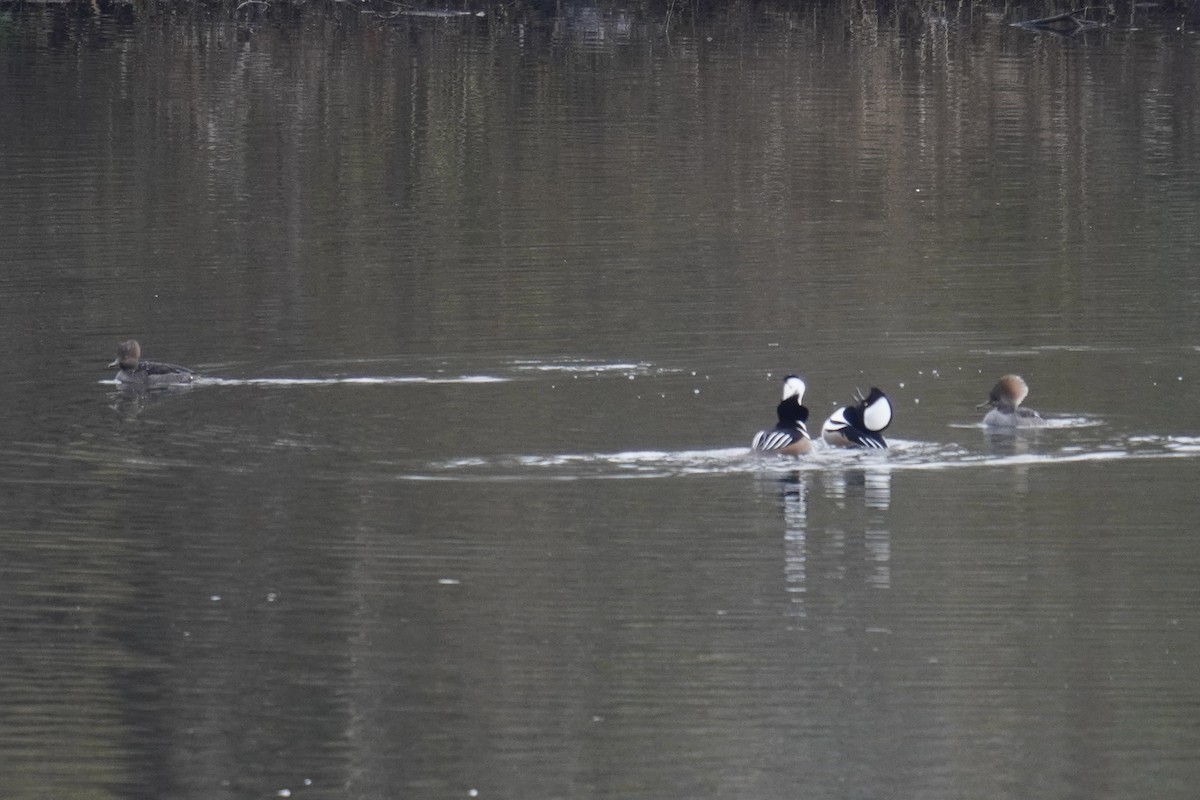 Hooded Merganser - ML645822973