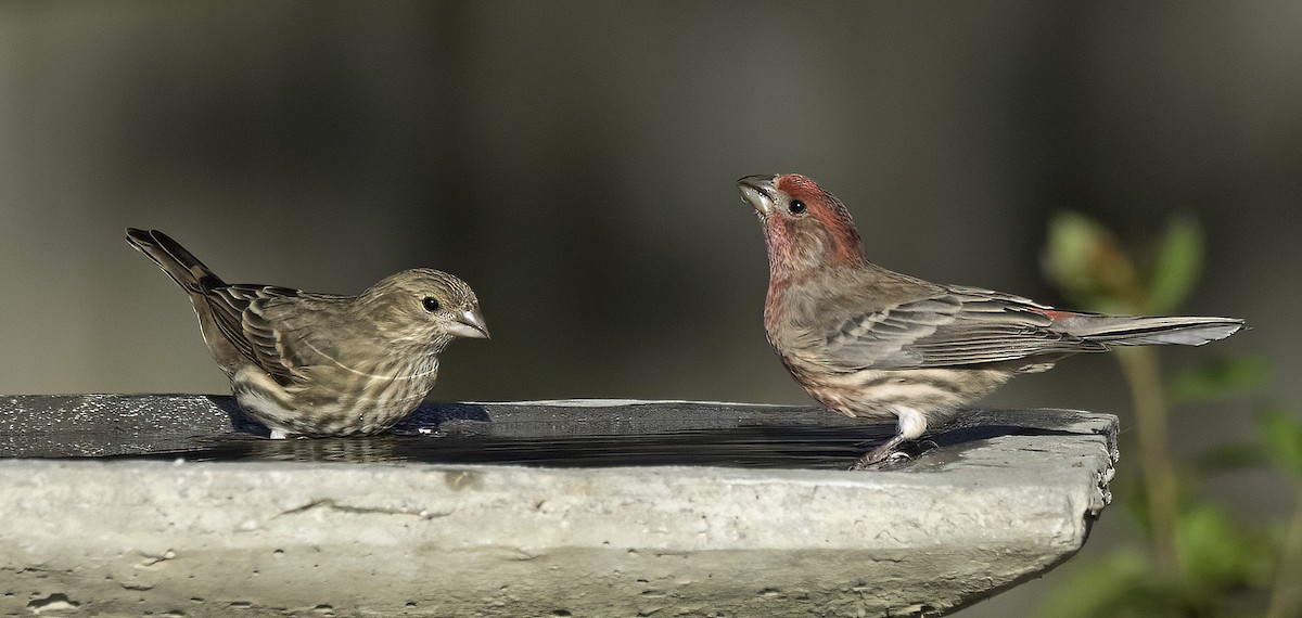 House Finch - ML645822974