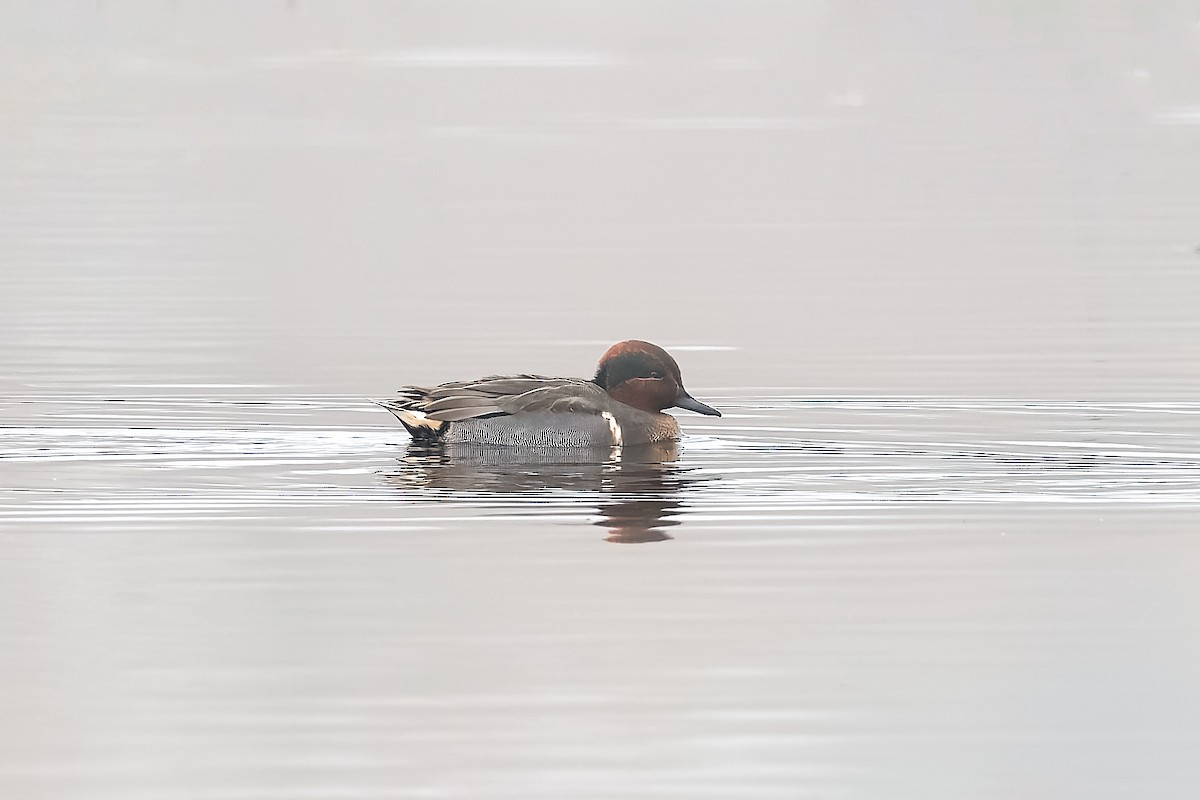 Green-winged Teal - ML645822975