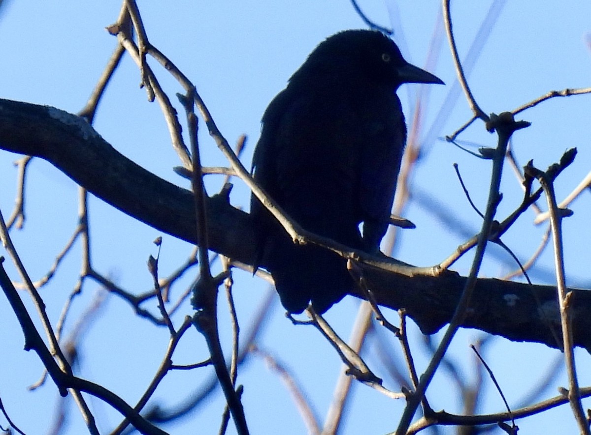 Common Grackle - ML645822977