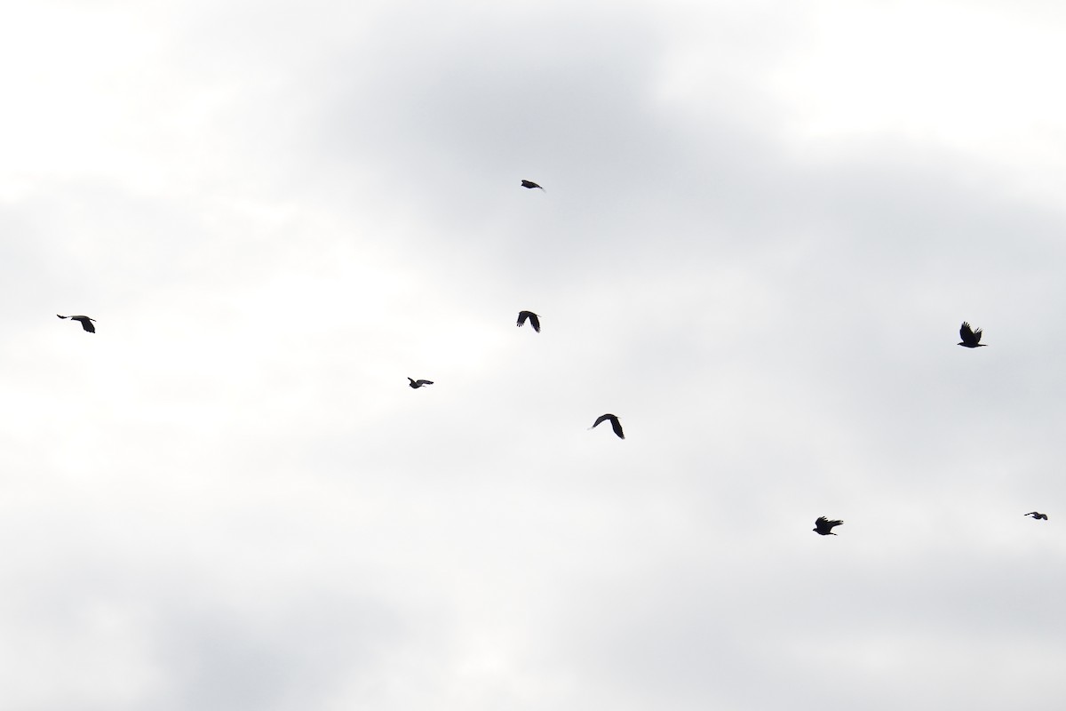 Fish Crow - ML645822978