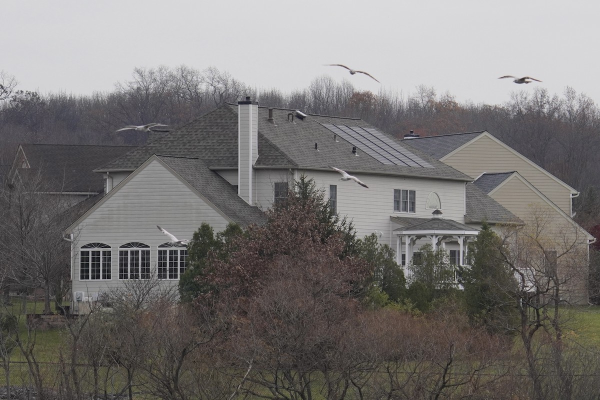Ring-billed Gull - ML645822997