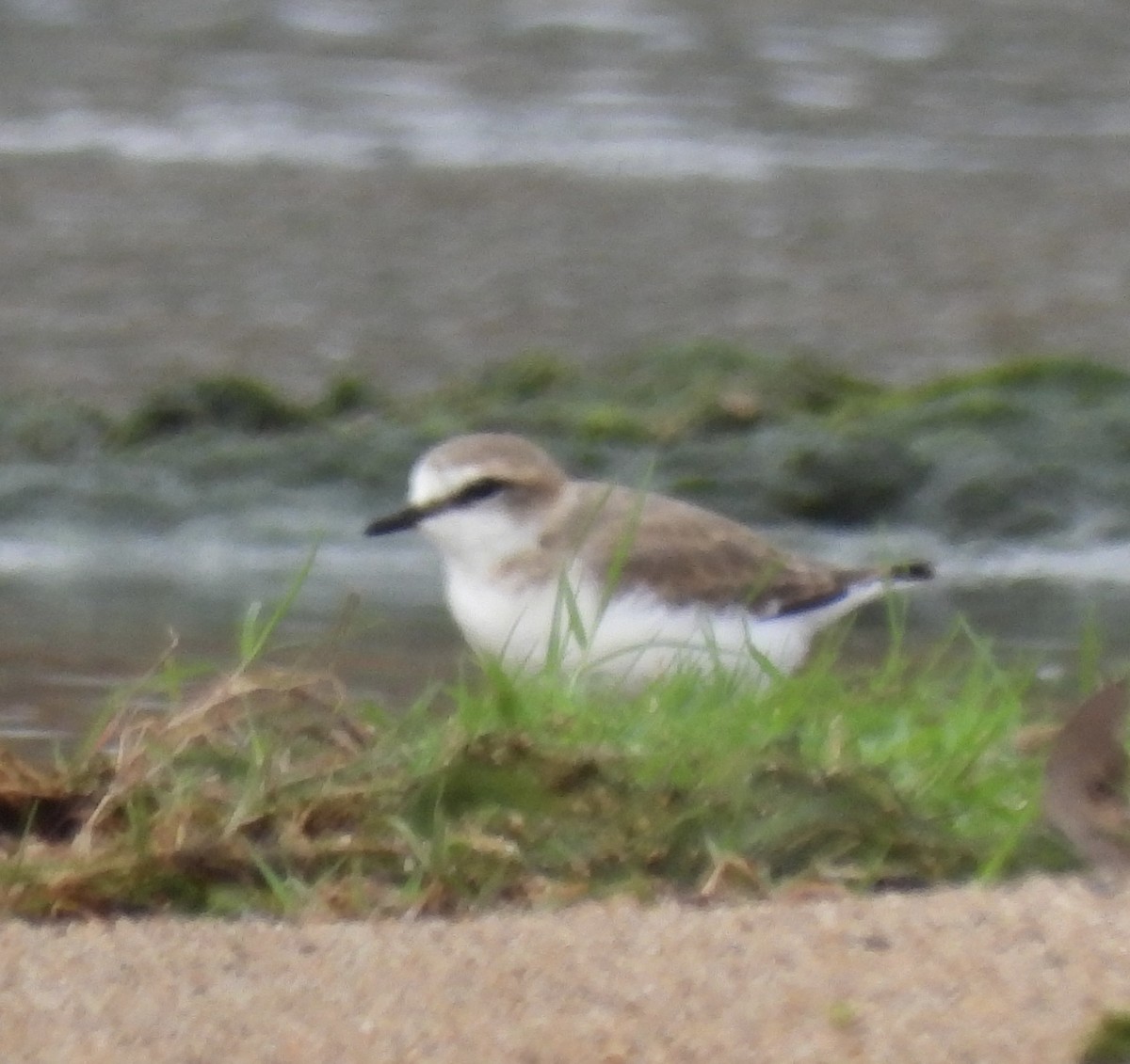 Белолобый зуёк - ML645822998