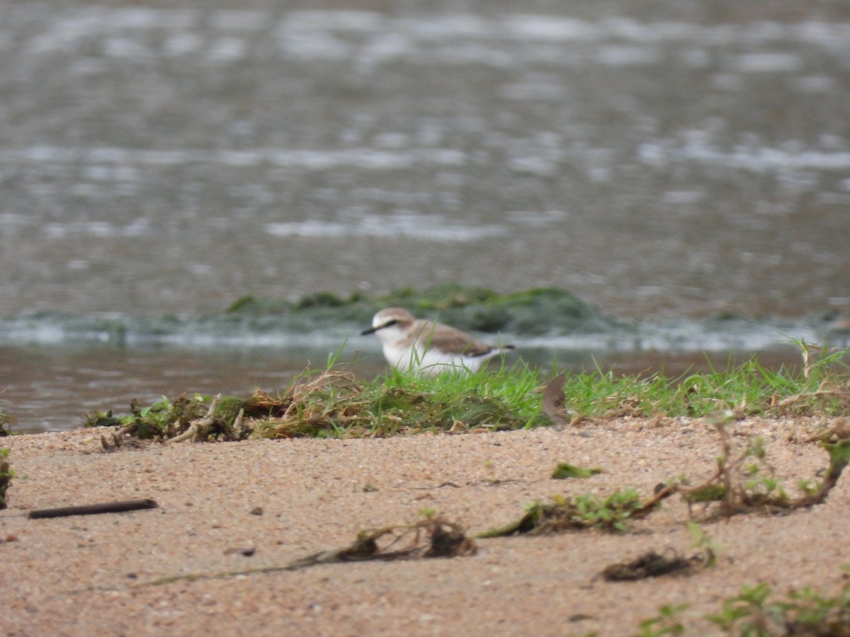 Белолобый зуёк - ML645822999