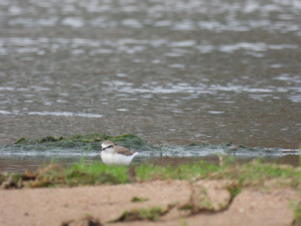 Белолобый зуёк - ML645823001