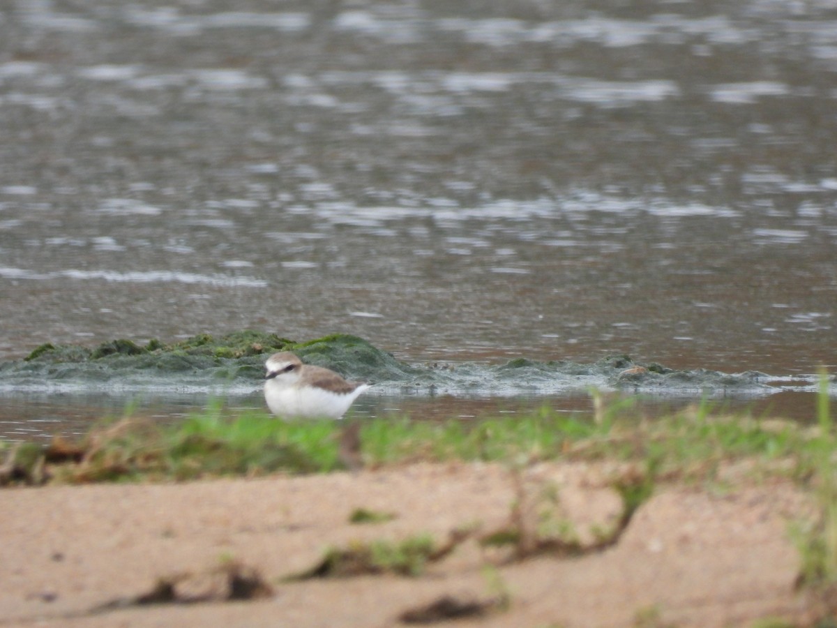 Белолобый зуёк - ML645823002