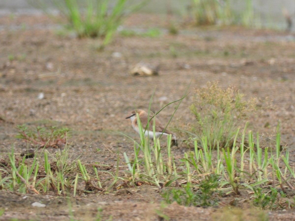 Белолобый зуёк - ML645823003