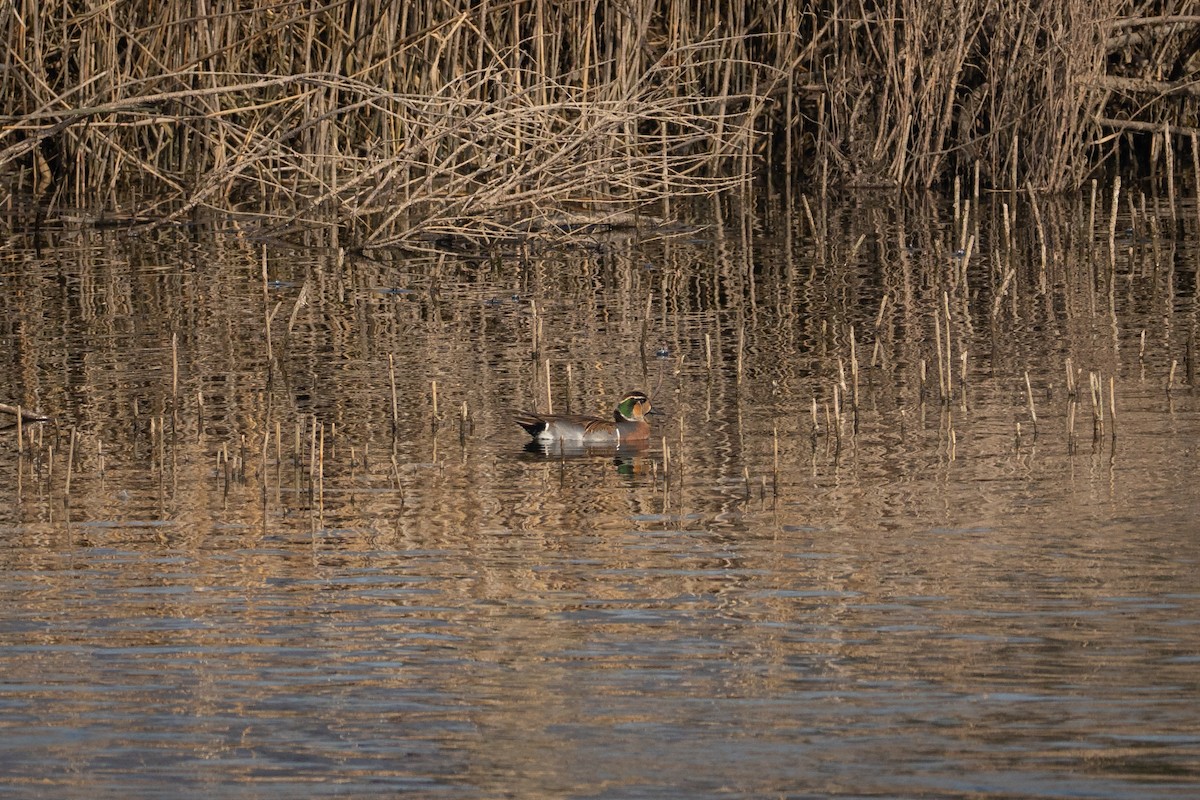 čírka sibiřská - ML645823005