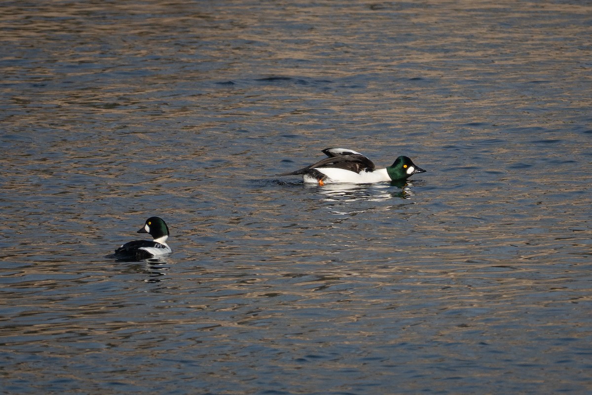 hohol severní - ML645823009