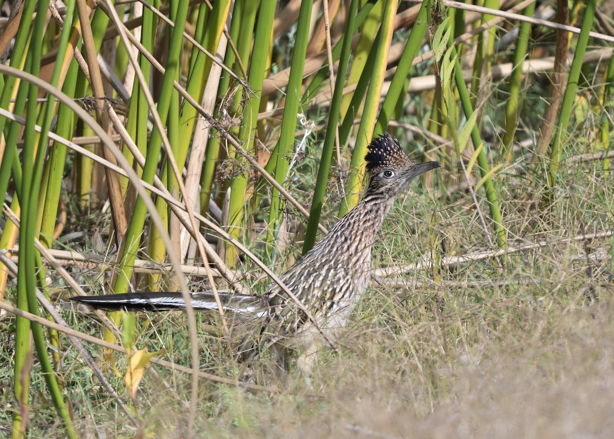 Correcaminos Grande - ML645823010