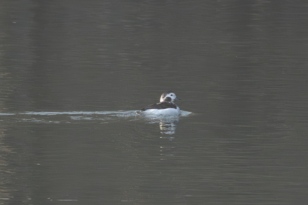 hoholka lední - ML645823011