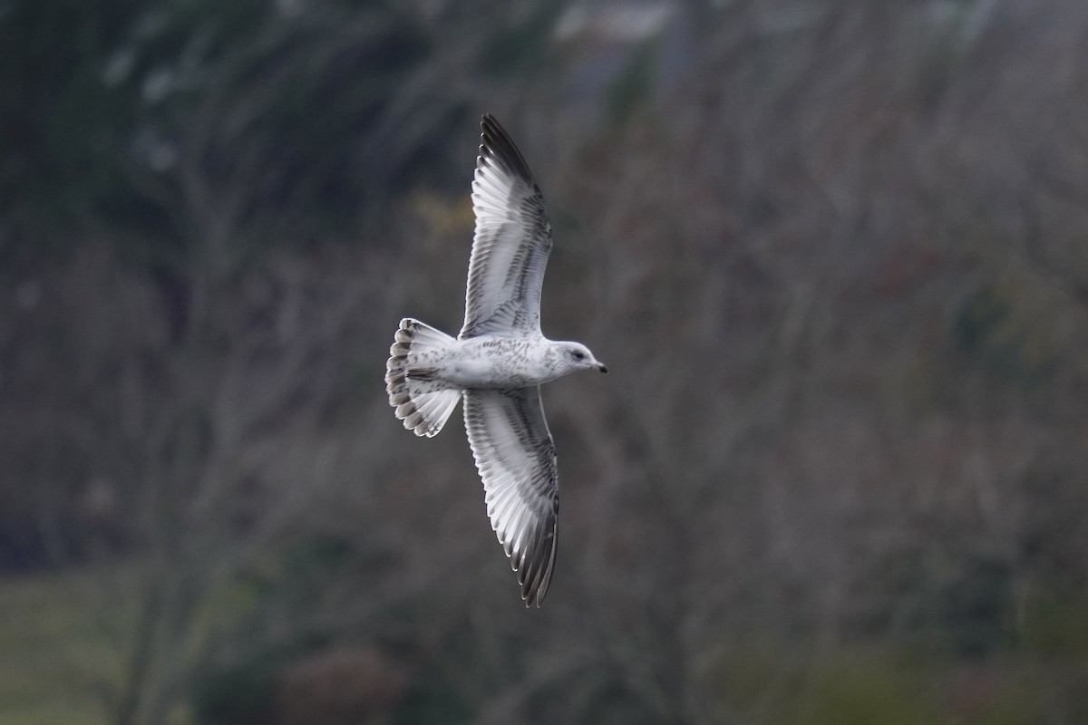 Ring-billed Gull - ML645823012