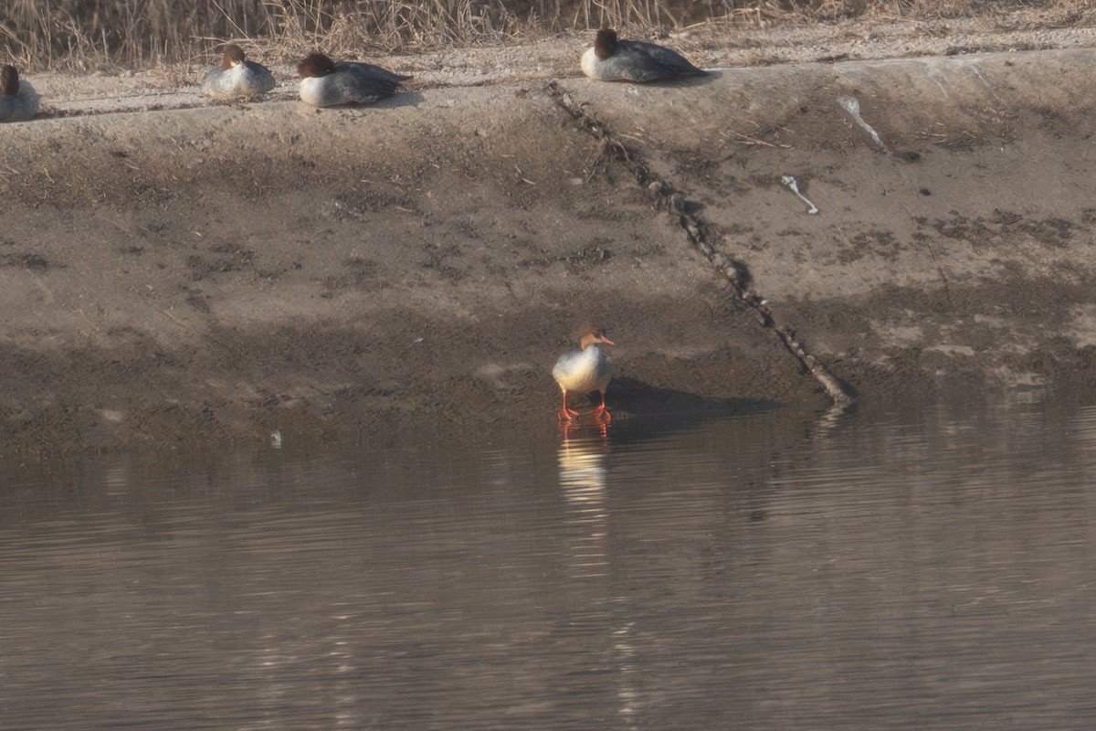 morčák šupinatý - ML645823014