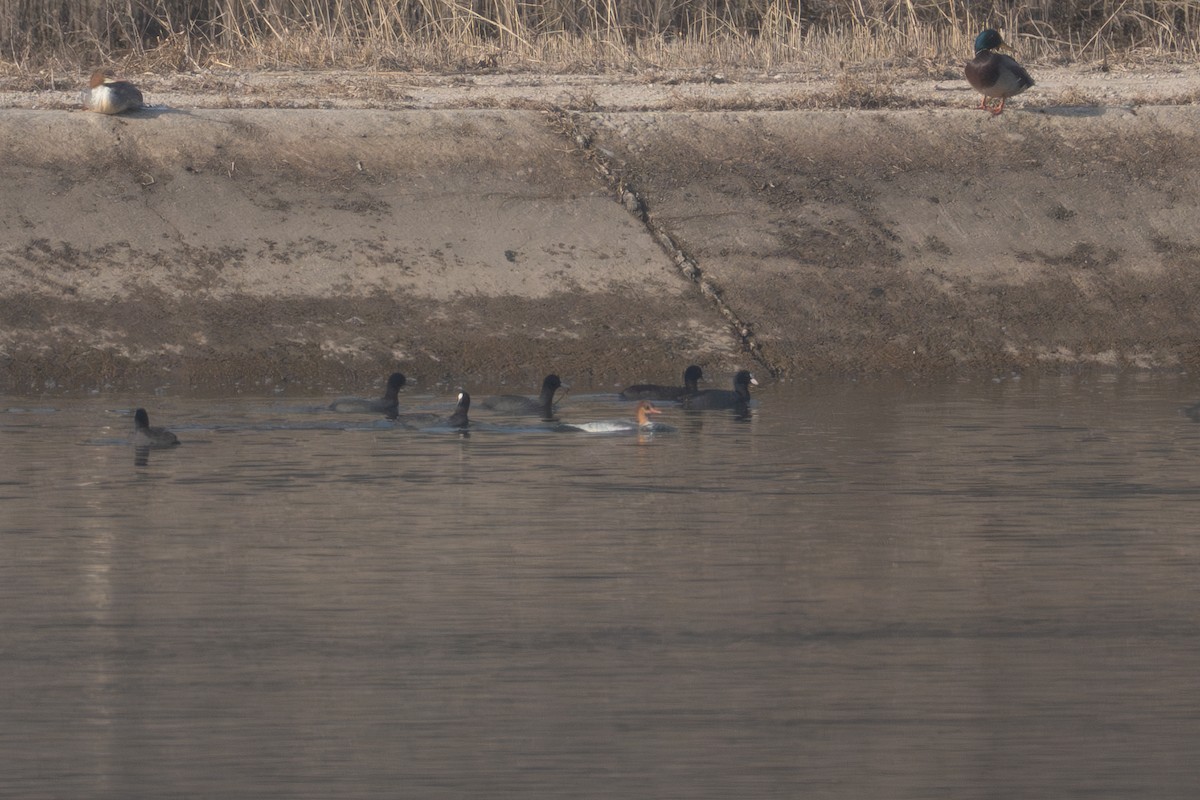 morčák šupinatý - ML645823015