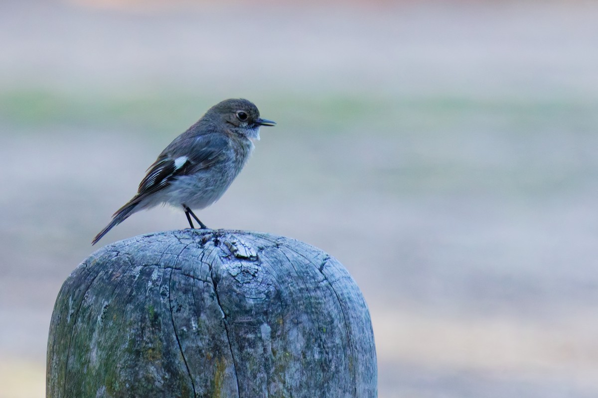 lejsčík ohnivý - ML645823019