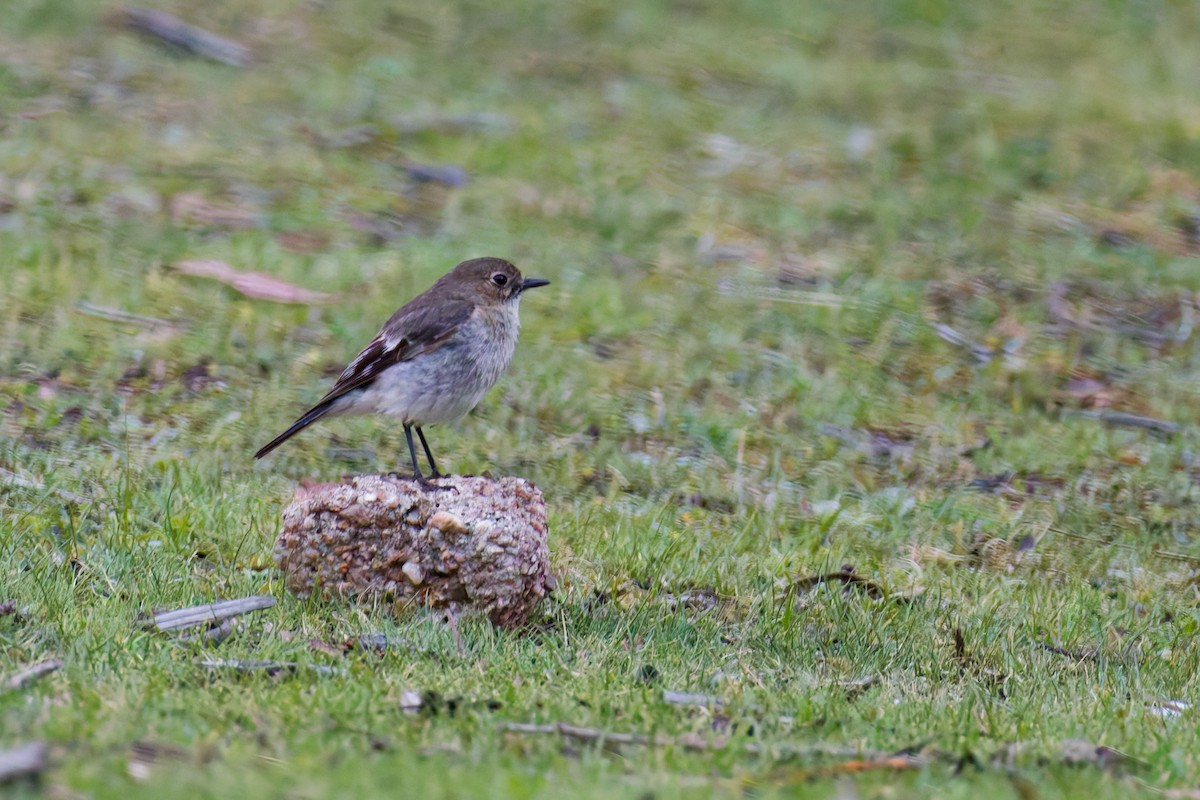 lejsčík ohnivý - ML645823020