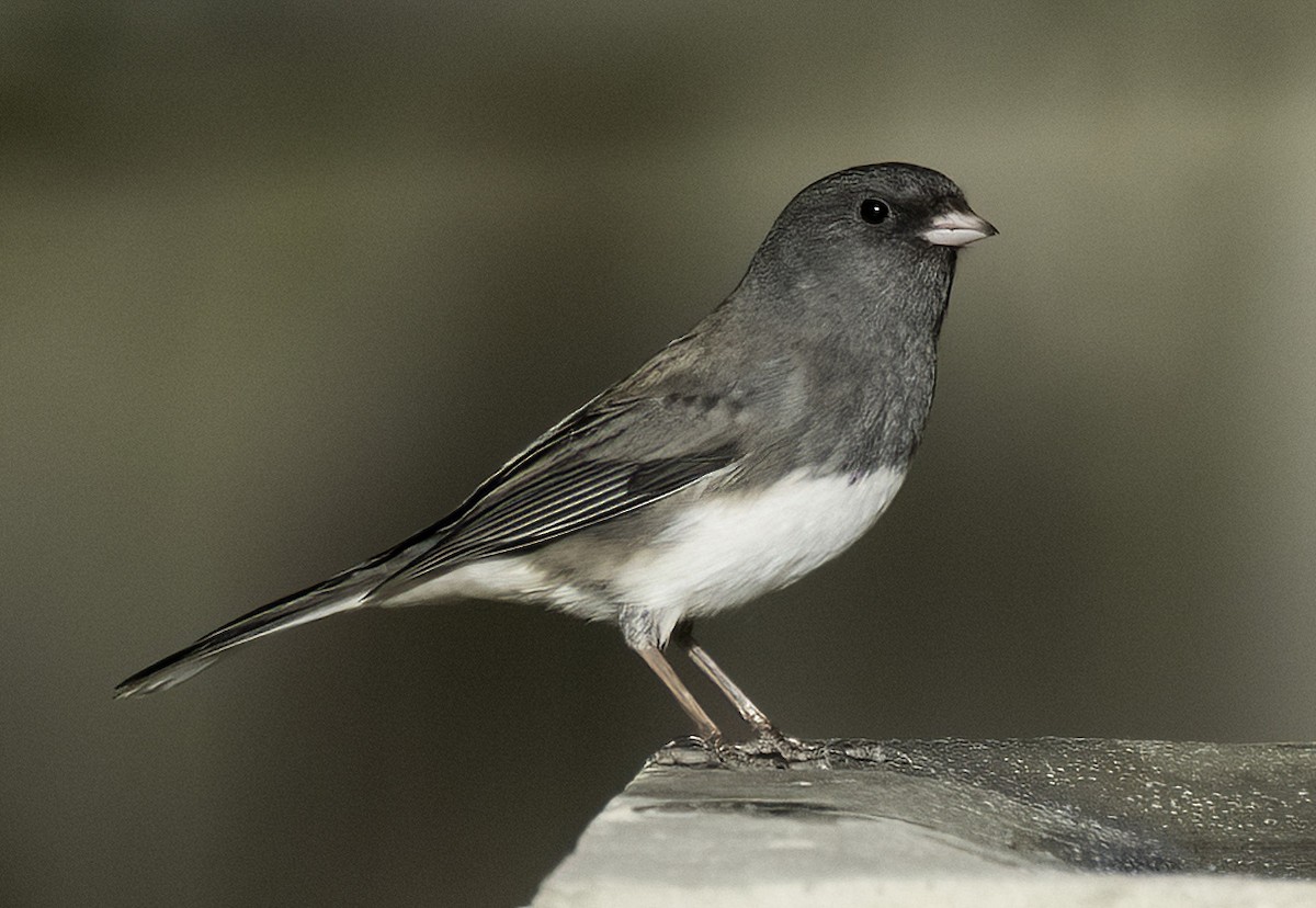 Dark-eyed Junco (Slate-colored) - ML645823021