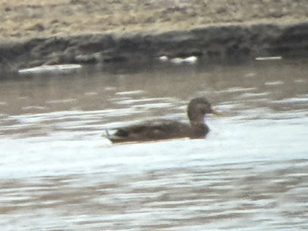 Anas sp. - ML645823030