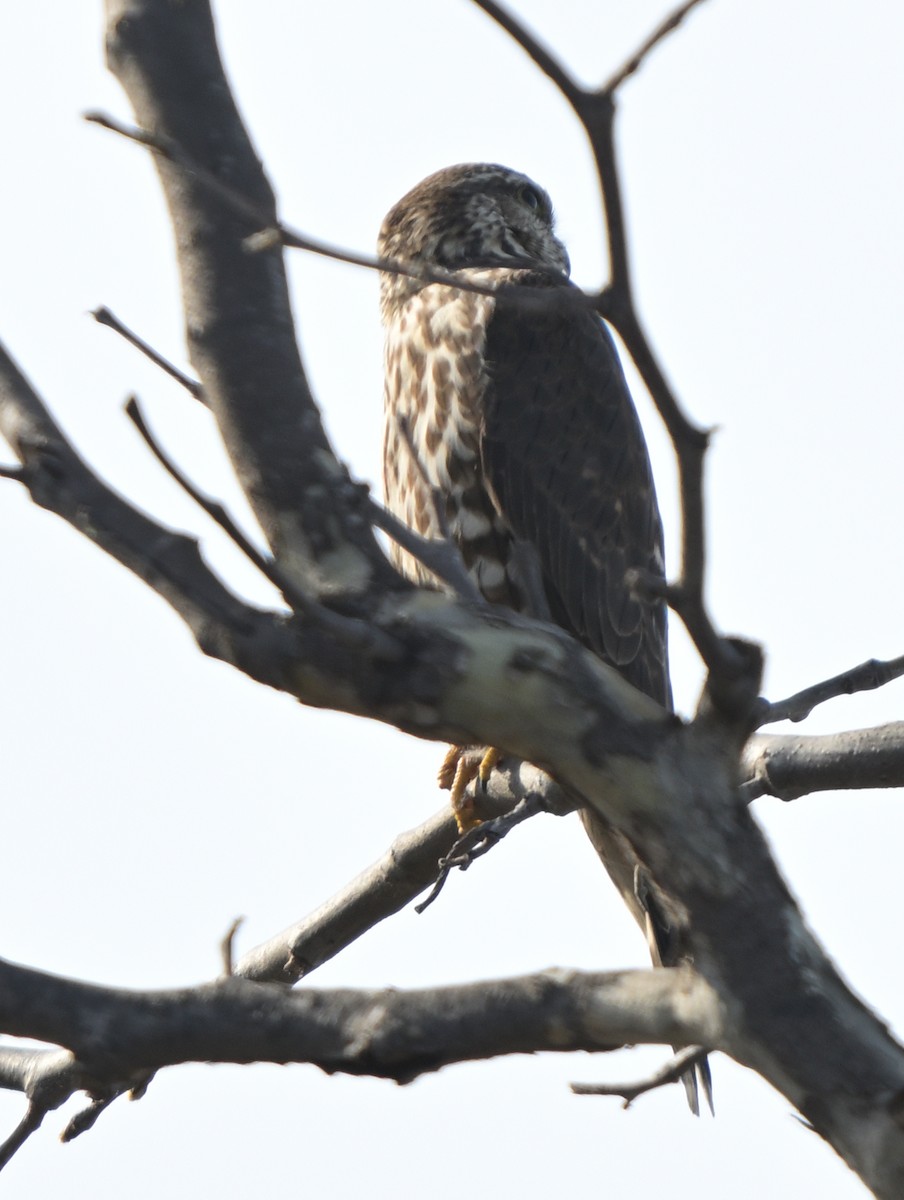 Esmerejón - ML645823045