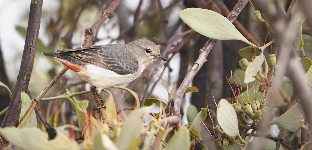 Mistletoebird - ML645823049