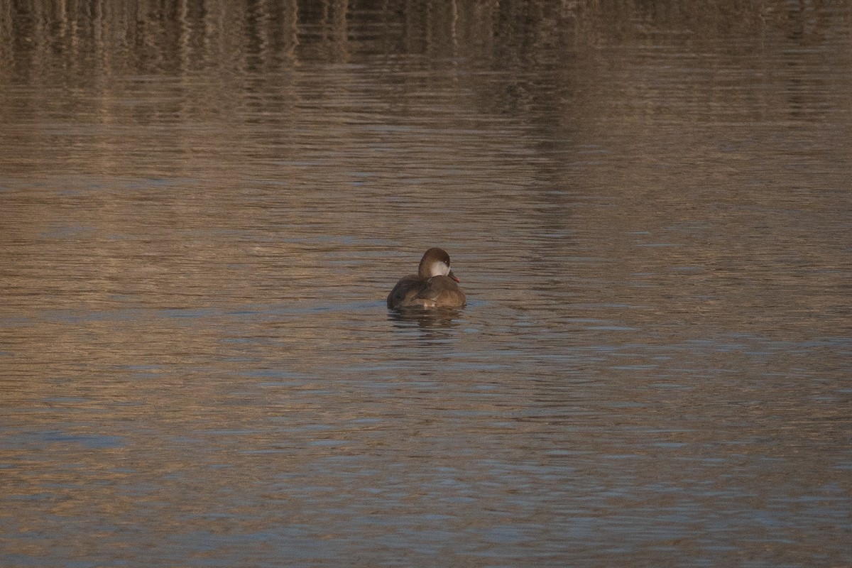 zrzohlávka rudozobá - ML645823050