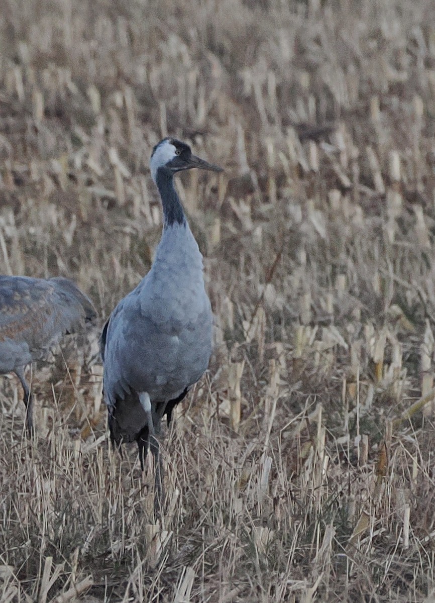 Common Crane - ML645823054