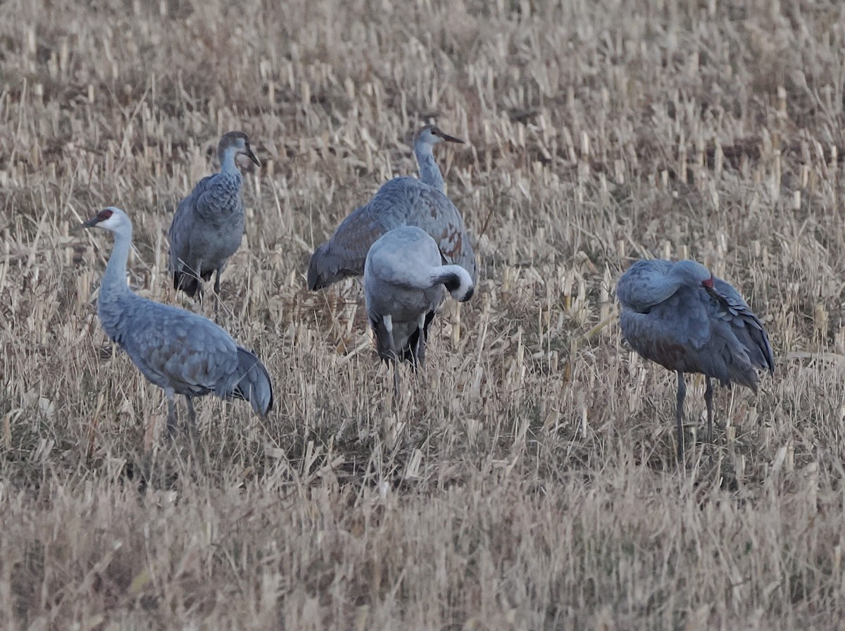 Common Crane - ML645823055
