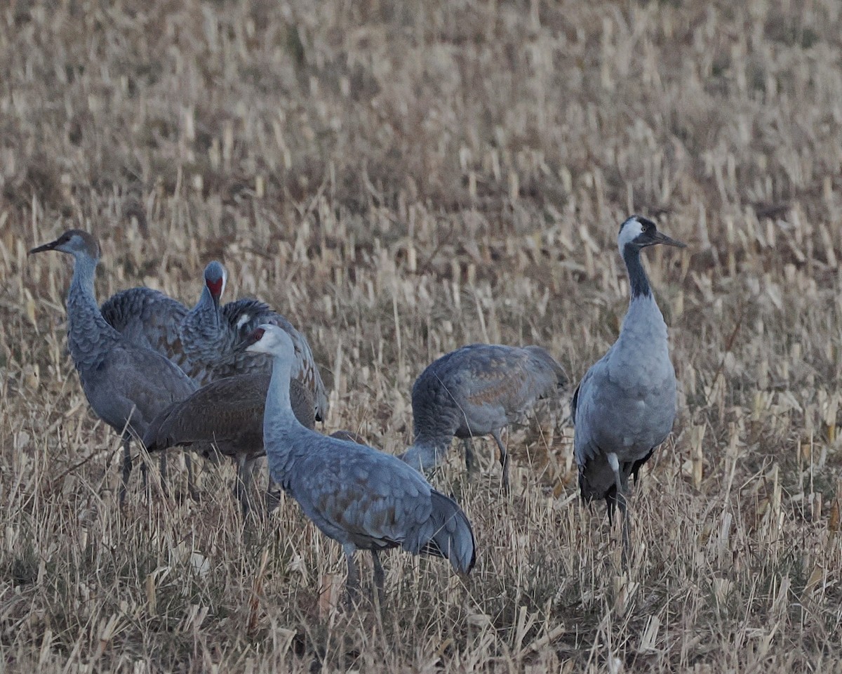 Common Crane - ML645823056