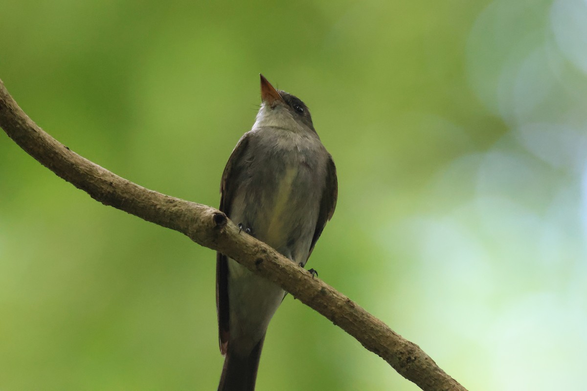 Eastern Wood-Pewee - ML645823058