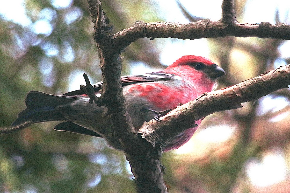 ギンザンマシコ - ML645823063