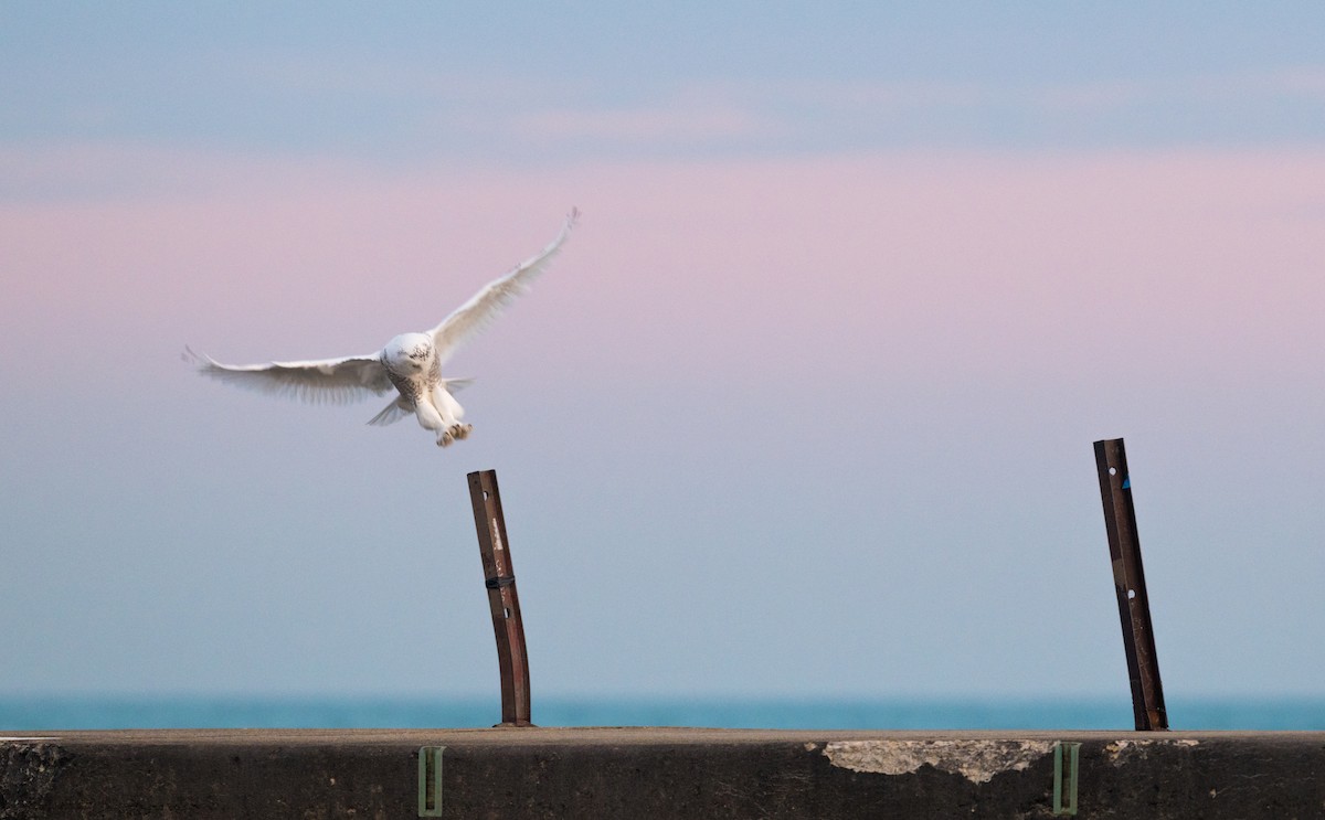 Snowy Owl - ML645823068