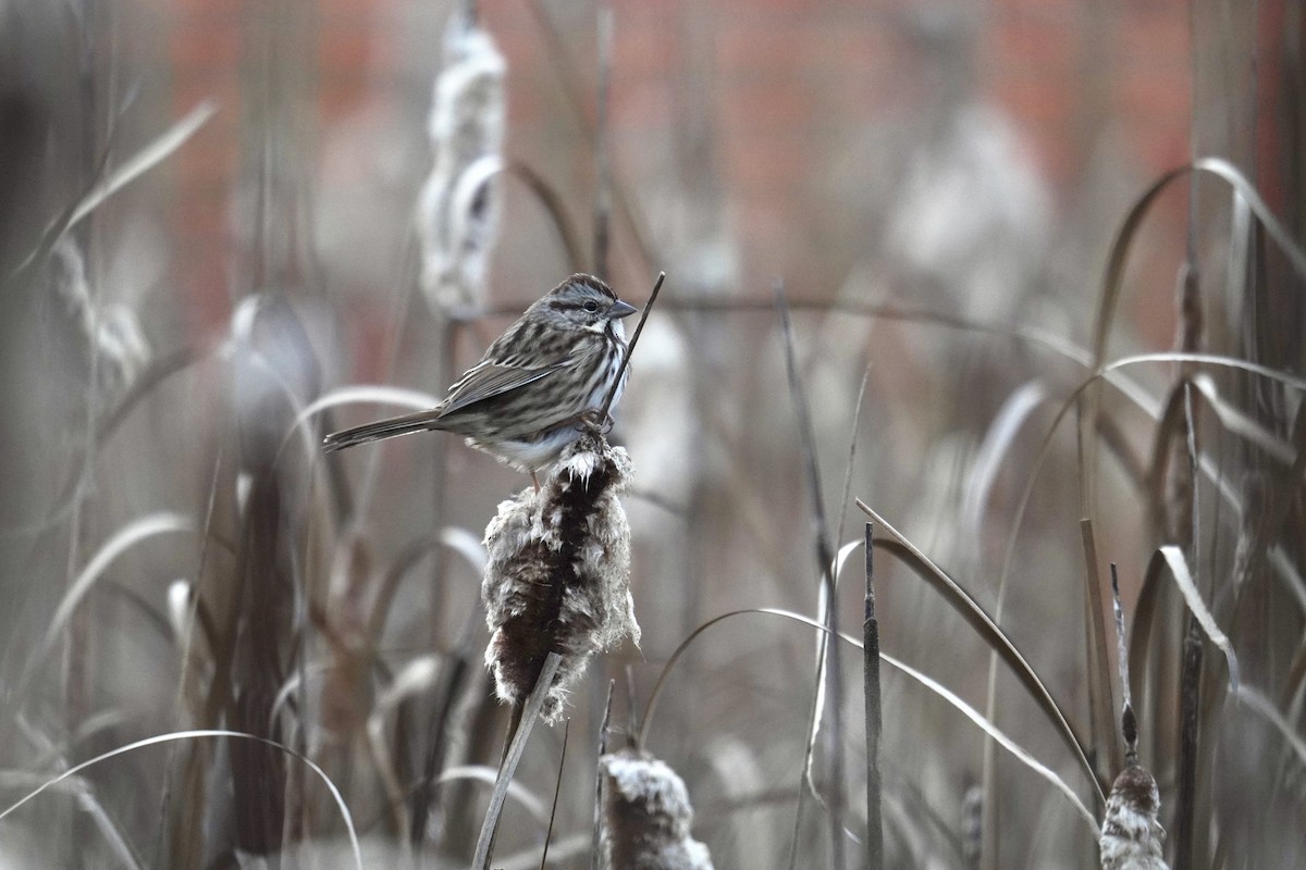Song Sparrow - ML645823072