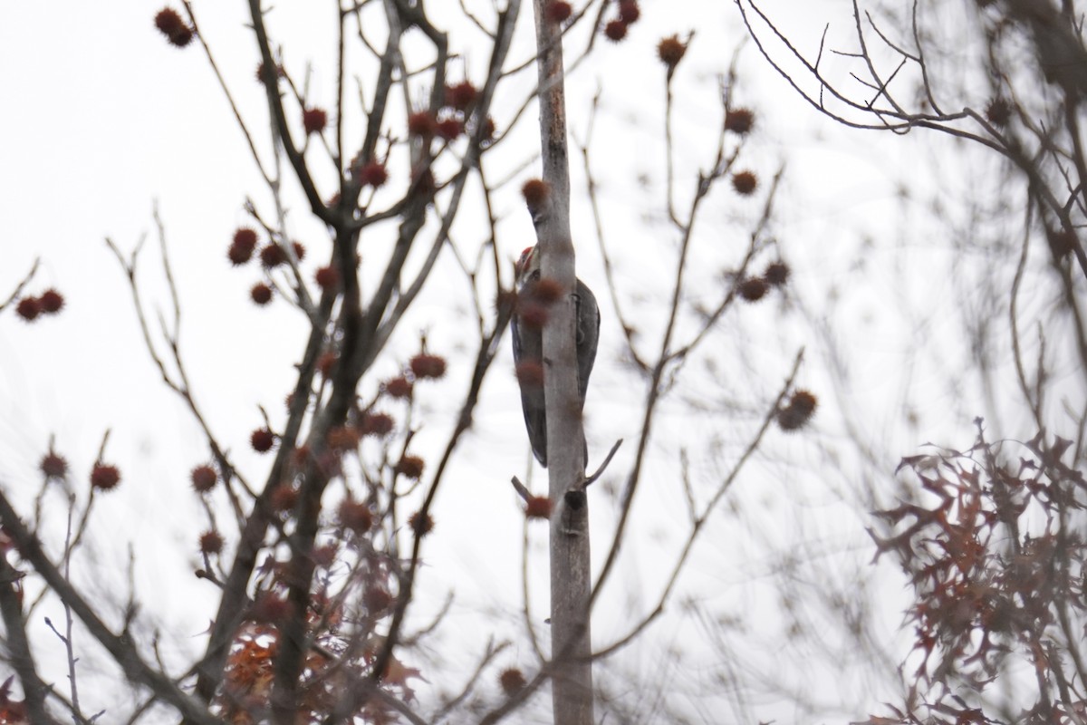 Жовна північна - ML645823086