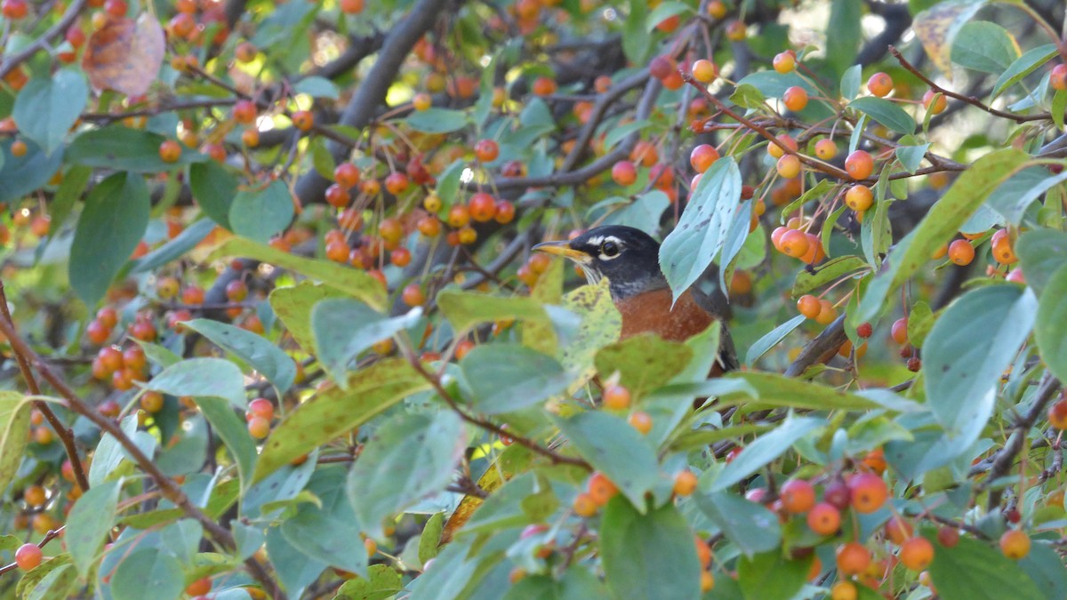 Дрізд мандрівний - ML645823091