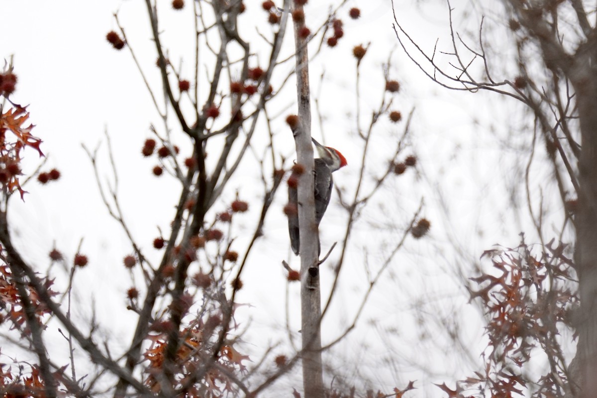 Жовна північна - ML645823092