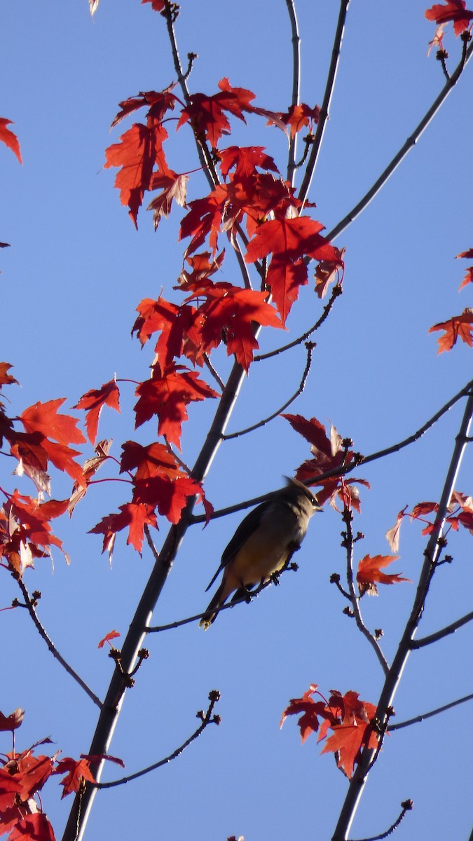 Sedir İpekkuyruğu - ML645823100