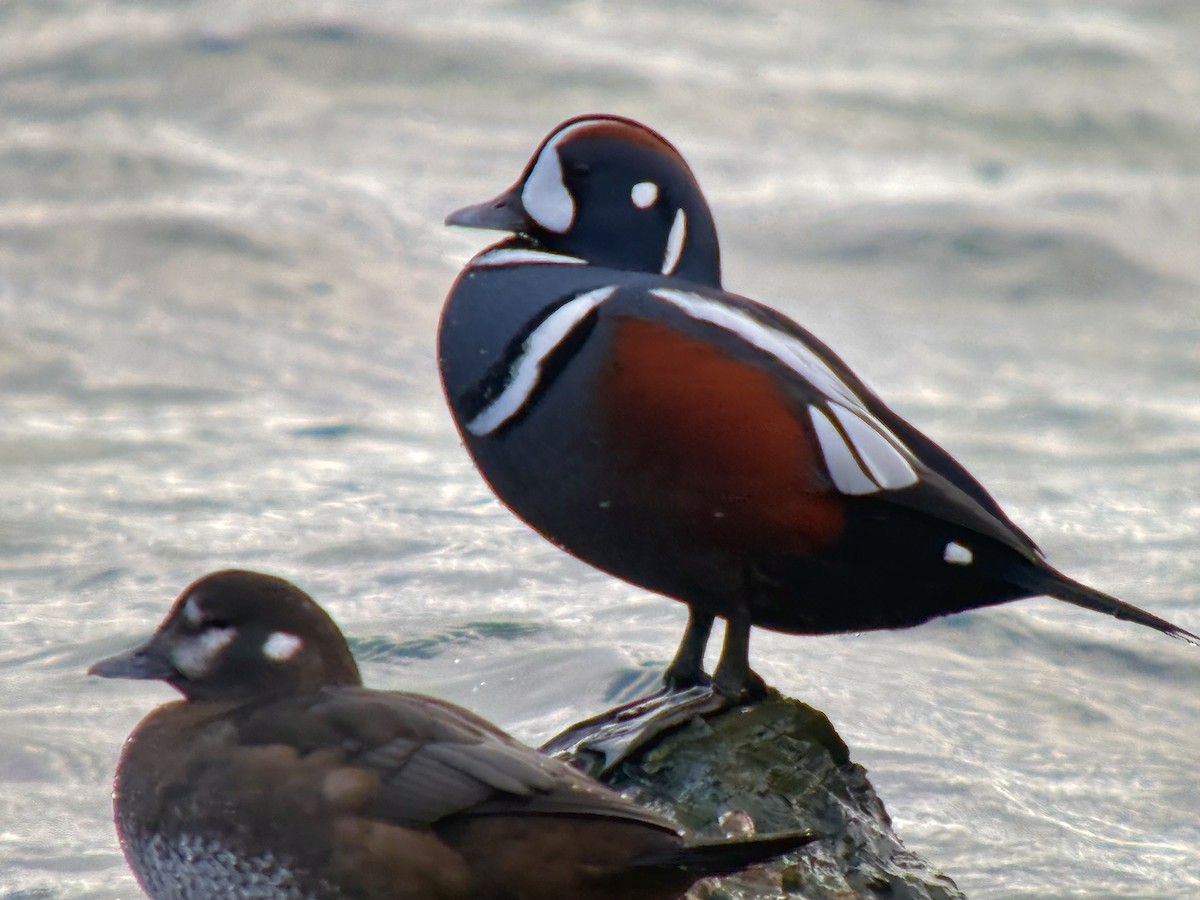 Harlequin Duck - ML645823102