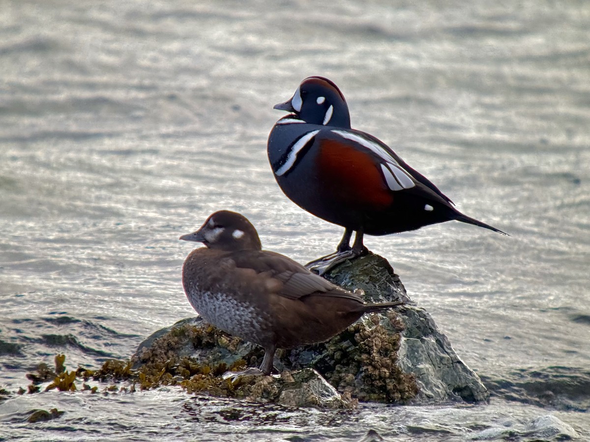Harlequin Duck - ML645823104
