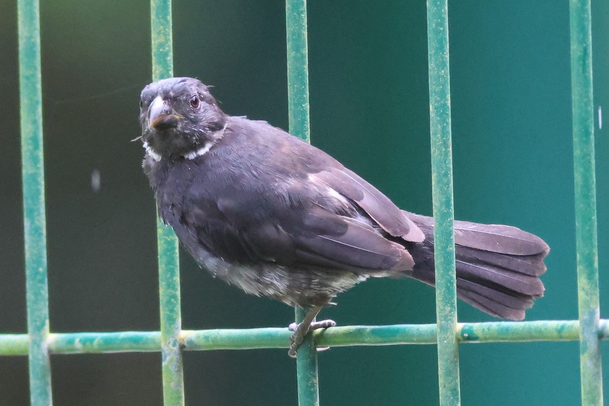 Variable Seedeater - ML645823105