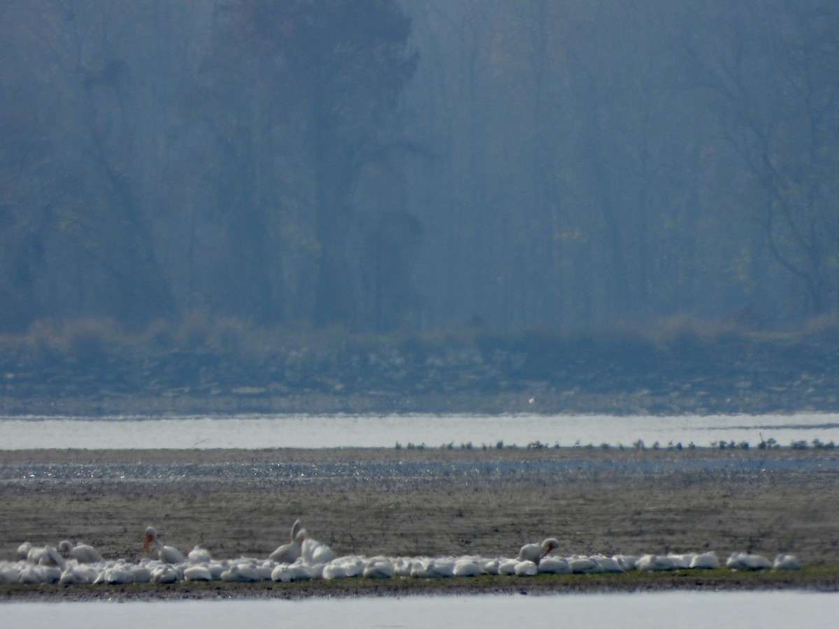 Pélican d'Amérique - ML645823110