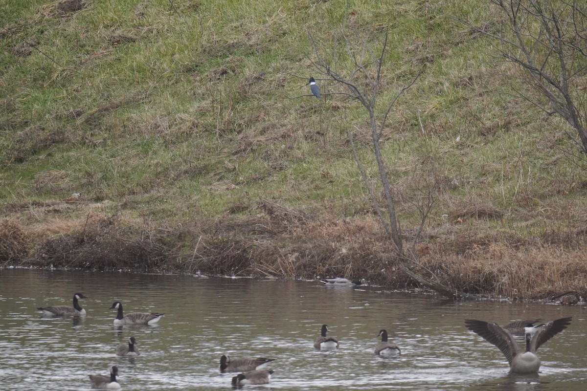 Belted Kingfisher - ML645823112